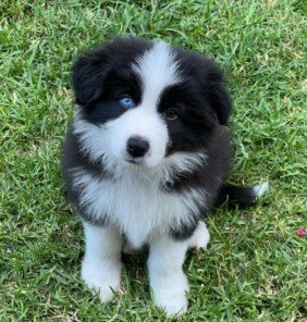 {{brizy_dc_image_alt entityId=