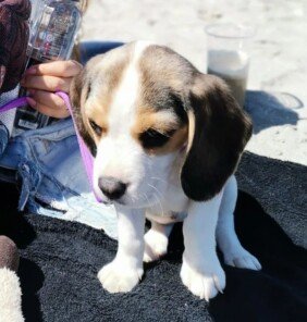 {{brizy_dc_image_alt entityId=