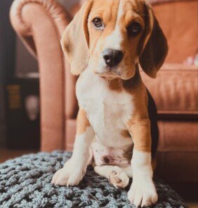 {{brizy_dc_image_alt entityId=