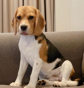 {{brizy_dc_image_alt entityId=