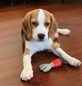 {{brizy_dc_image_alt entityId=