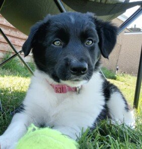 {{brizy_dc_image_alt entityId=