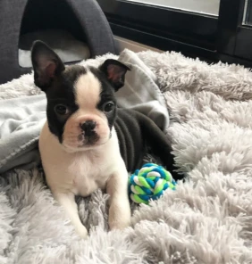 {{brizy_dc_image_alt entityId=