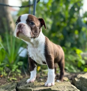 {{brizy_dc_image_alt entityId=