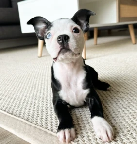 {{brizy_dc_image_alt entityId=