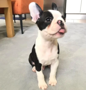 {{brizy_dc_image_alt entityId=