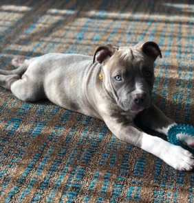 {{brizy_dc_image_alt entityId=