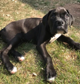 {{brizy_dc_image_alt entityId=