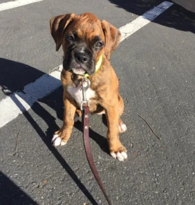 {{brizy_dc_image_alt entityId=