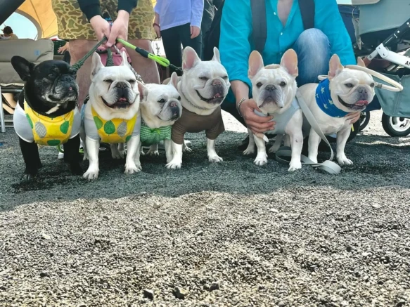 {{brizy_dc_image_alt imageSrc=