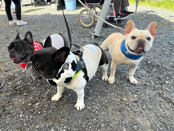 {{brizy_dc_image_alt imageSrc=