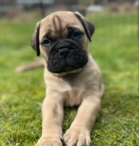 {{brizy_dc_image_alt entityId=