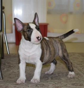 {{brizy_dc_image_alt entityId=