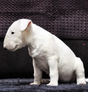 {{brizy_dc_image_alt entityId=