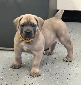 {{brizy_dc_image_alt entityId=