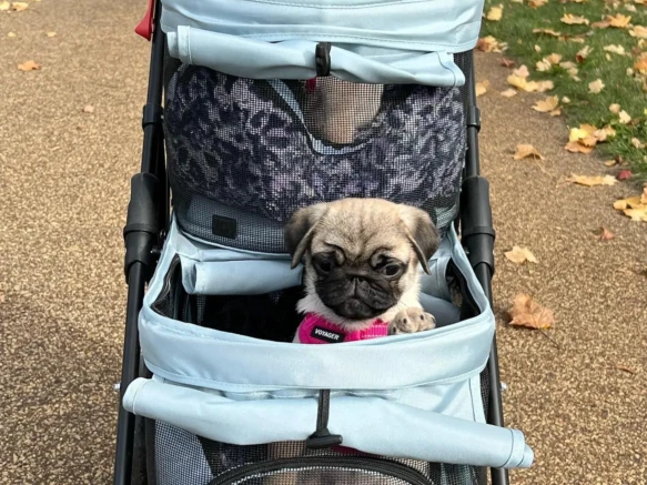 {{brizy_dc_image_alt imageSrc=