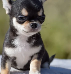 {{brizy_dc_image_alt entityId=