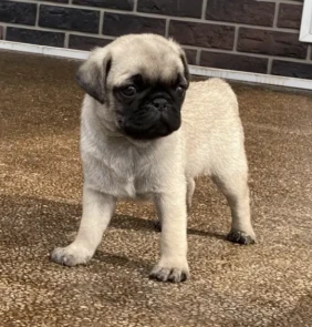 {{brizy_dc_image_alt entityId=