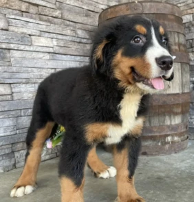 {{brizy_dc_image_alt entityId=