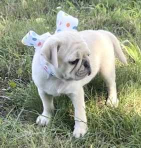 {{brizy_dc_image_alt entityId=