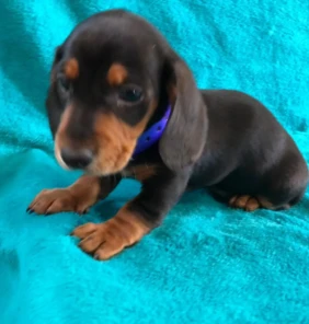 {{brizy_dc_image_alt entityId=