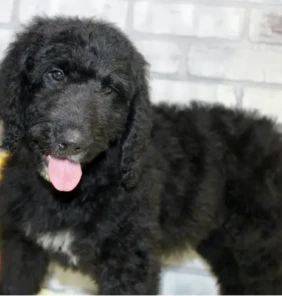 {{brizy_dc_image_alt entityId=