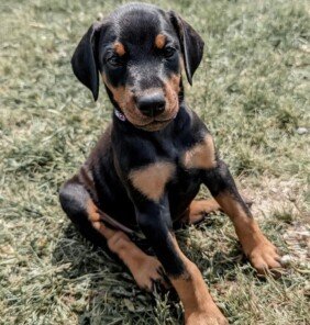 {{brizy_dc_image_alt entityId=