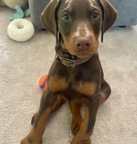 {{brizy_dc_image_alt entityId=