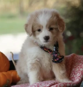 {{brizy_dc_image_alt entityId=