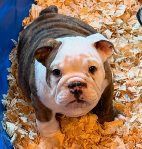 {{brizy_dc_image_alt entityId=