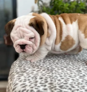 {{brizy_dc_image_alt entityId=