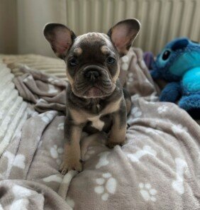 {{brizy_dc_image_alt entityId=