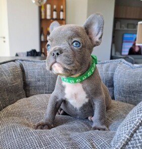 {{brizy_dc_image_alt entityId=