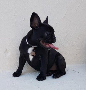 {{brizy_dc_image_alt entityId=