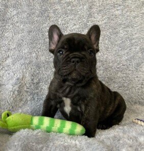 {{brizy_dc_image_alt entityId=