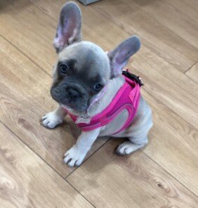 {{brizy_dc_image_alt entityId=