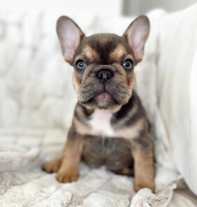 {{brizy_dc_image_alt entityId=