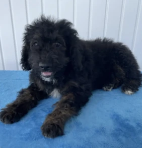 {{brizy_dc_image_alt entityId=