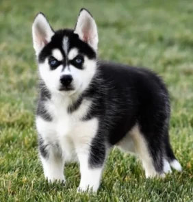 {{brizy_dc_image_alt entityId=