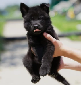 {{brizy_dc_image_alt entityId=