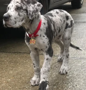 {{brizy_dc_image_alt entityId=