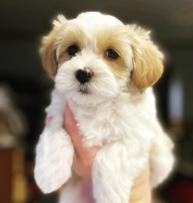 {{brizy_dc_image_alt entityId=