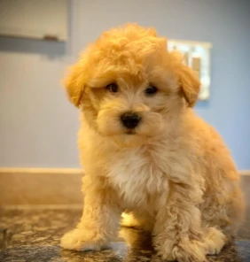 {{brizy_dc_image_alt entityId=