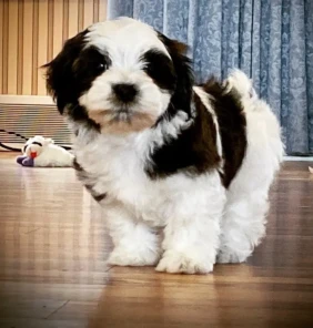 {{brizy_dc_image_alt entityId=