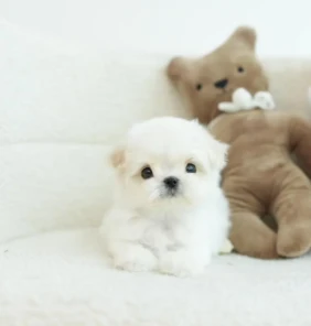 {{brizy_dc_image_alt entityId=