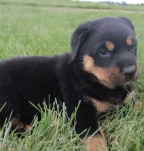 {{brizy_dc_image_alt entityId=