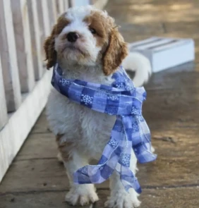 {{brizy_dc_image_alt entityId=