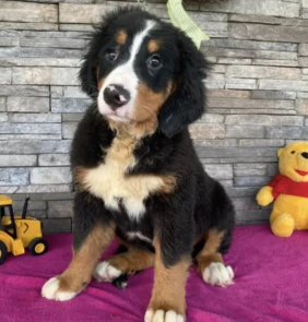 {{brizy_dc_image_alt entityId=