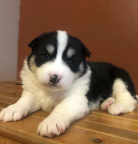 {{brizy_dc_image_alt entityId=