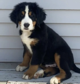 {{brizy_dc_image_alt entityId=